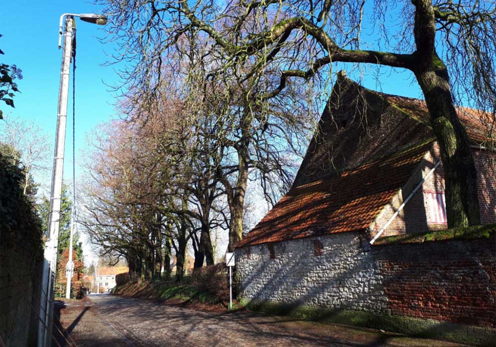 Alignement de tilleuls remarquables rue Basse Collin, Tourinnes-la-Grosse